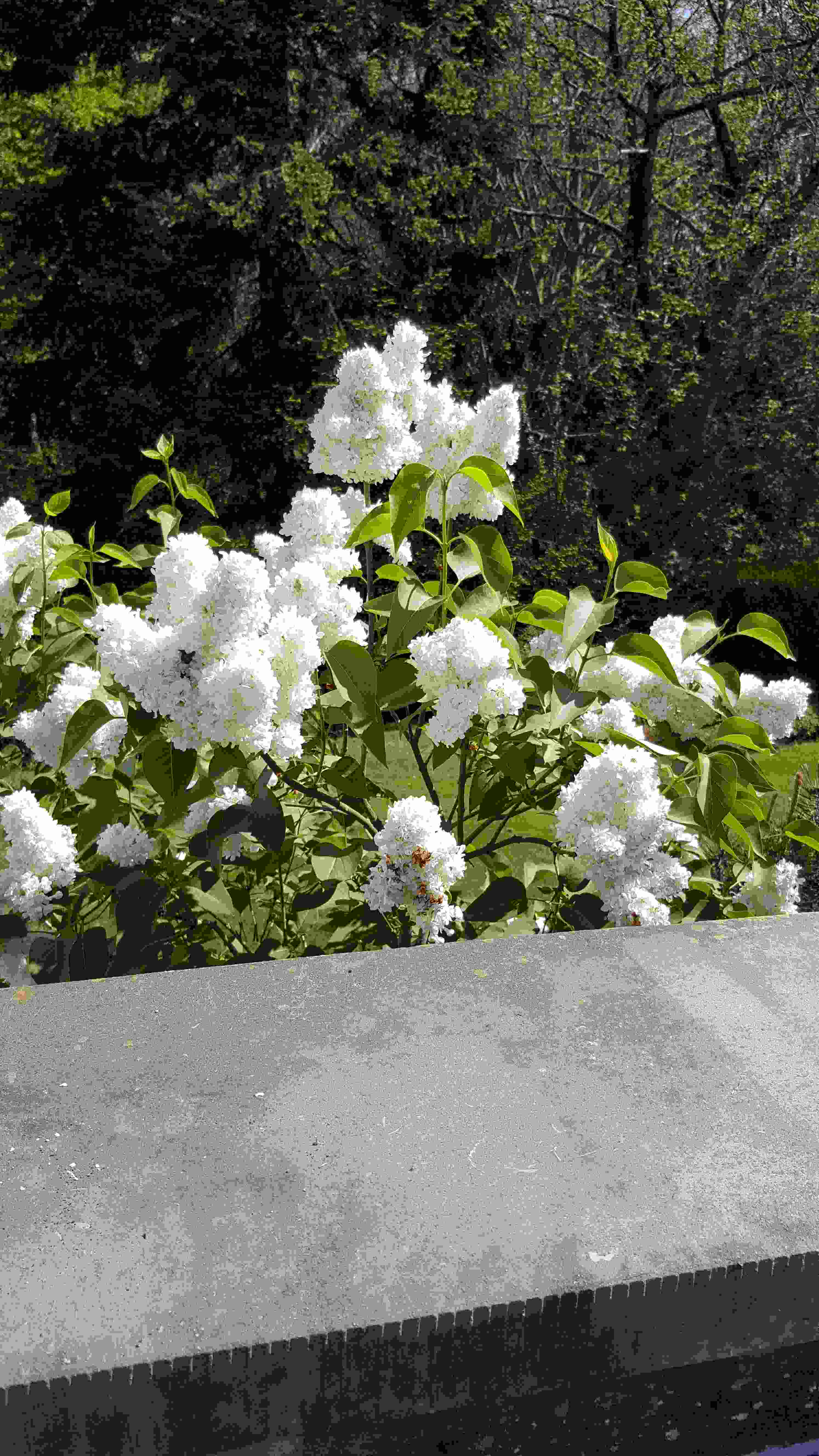 lilas bbq20200426_122314.jpg